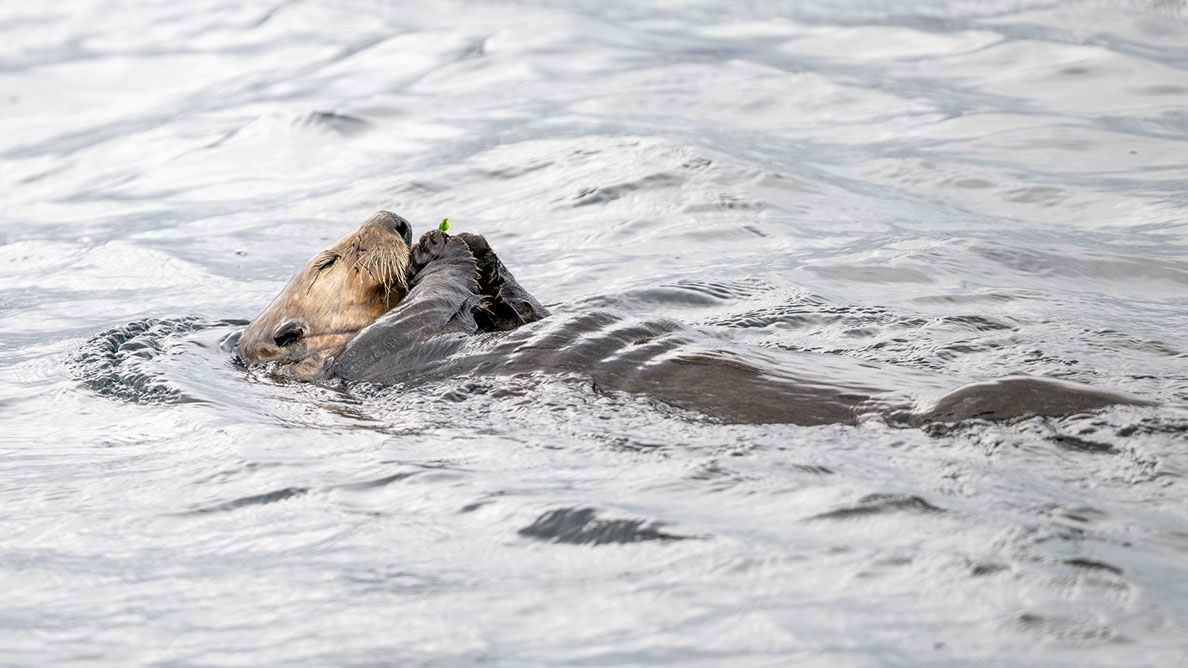 Bartgeier, Gypaète Barbu, Quebrantahuesos, Lämmergeier, Lammergeier, 