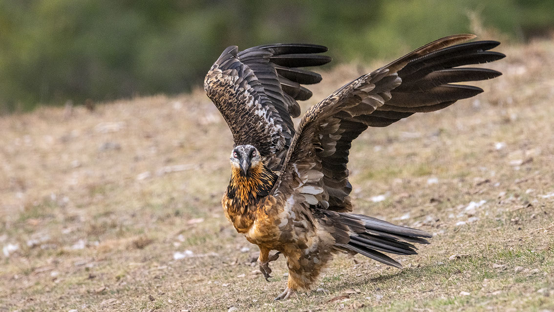 Bartgeier, Gypaète Barbu, Quebrantahuesos, Lämmergeier, Lammergeier, 