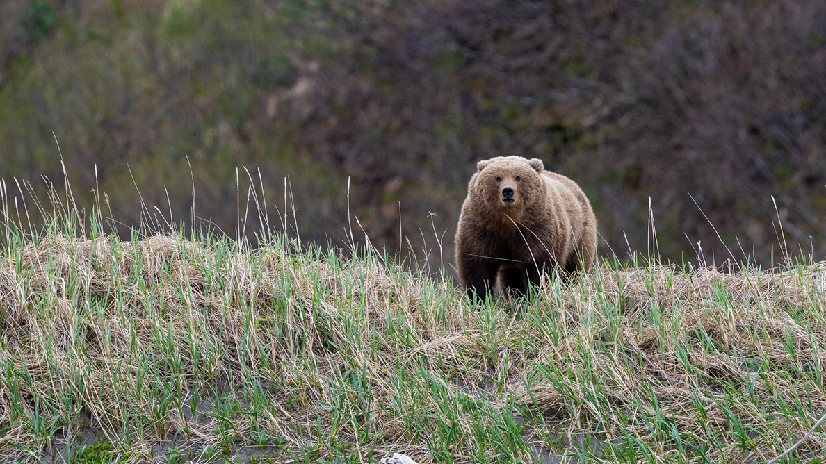Bartgeier, Gypaète Barbu, Quebrantahuesos, Lämmergeier, Lammergeier, 