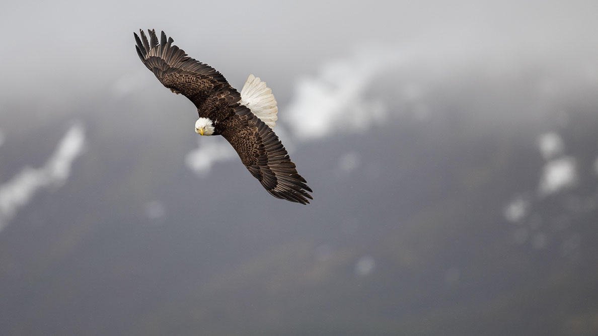 Bartgeier, Gypaète Barbu, Quebrantahuesos, Lämmergeier, Lammergeier, 
