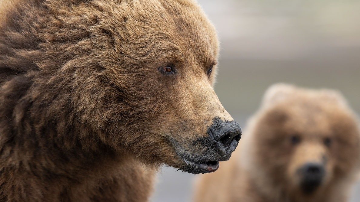 Bartgeier, Gypaète Barbu, Quebrantahuesos, Lämmergeier, Lammergeier, 