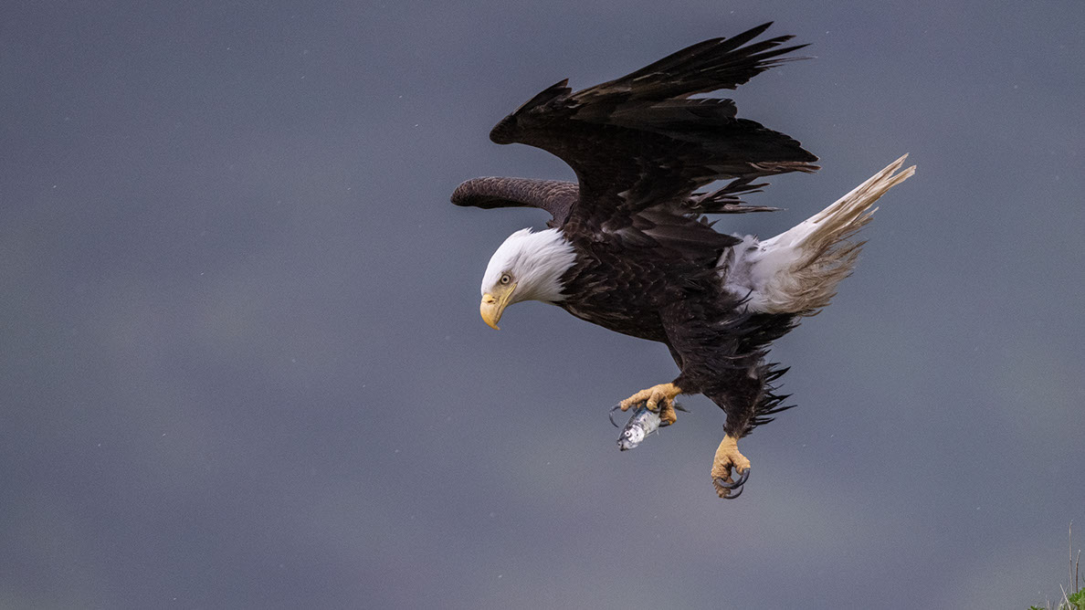 Bartgeier, Gypaète Barbu, Quebrantahuesos, Lämmergeier, Lammergeier, 