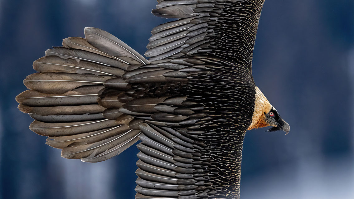 Bartgeier Schweiz Alpen fliegend Adult Gyaéte en vol Lammergeier Bearded Vulture
