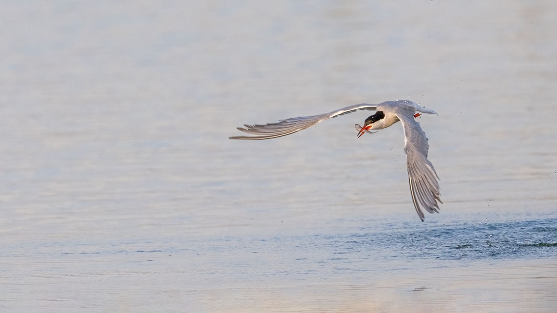 Bartgeier, Gypaète Barbu, Quebrantahuesos, Lämmergeier, Lammergeier, 