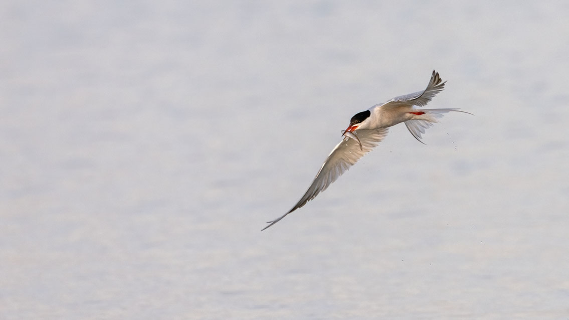 Bartgeier, Gypaète Barbu, Quebrantahuesos, Lämmergeier, Lammergeier, 