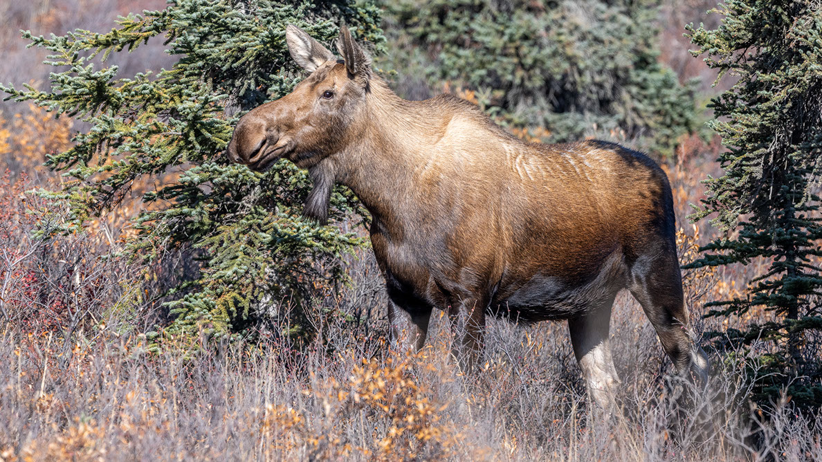 Bartgeier, Gypaète Barbu, Quebrantahuesos, Lämmergeier, Lammergeier, 