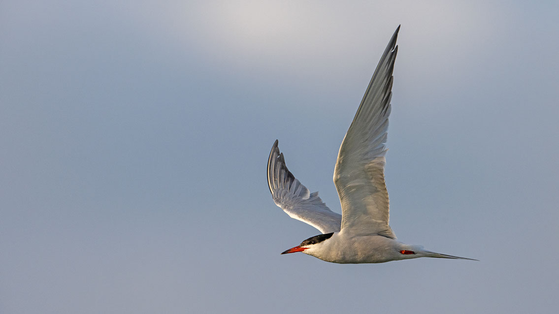Bartgeier, Gypaète Barbu, Quebrantahuesos, Lämmergeier, Lammergeier, 