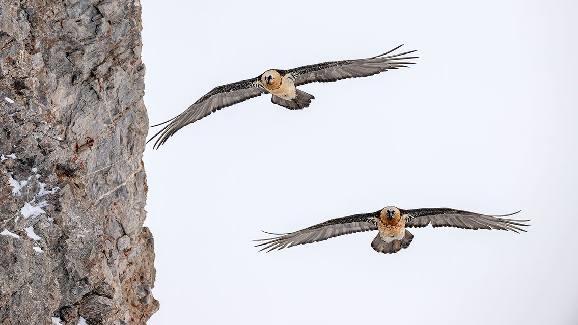 Bartgeier Schweiz Alpen fliegend Adult Gyaéte en vol Lammergeier Bearded Vulture
