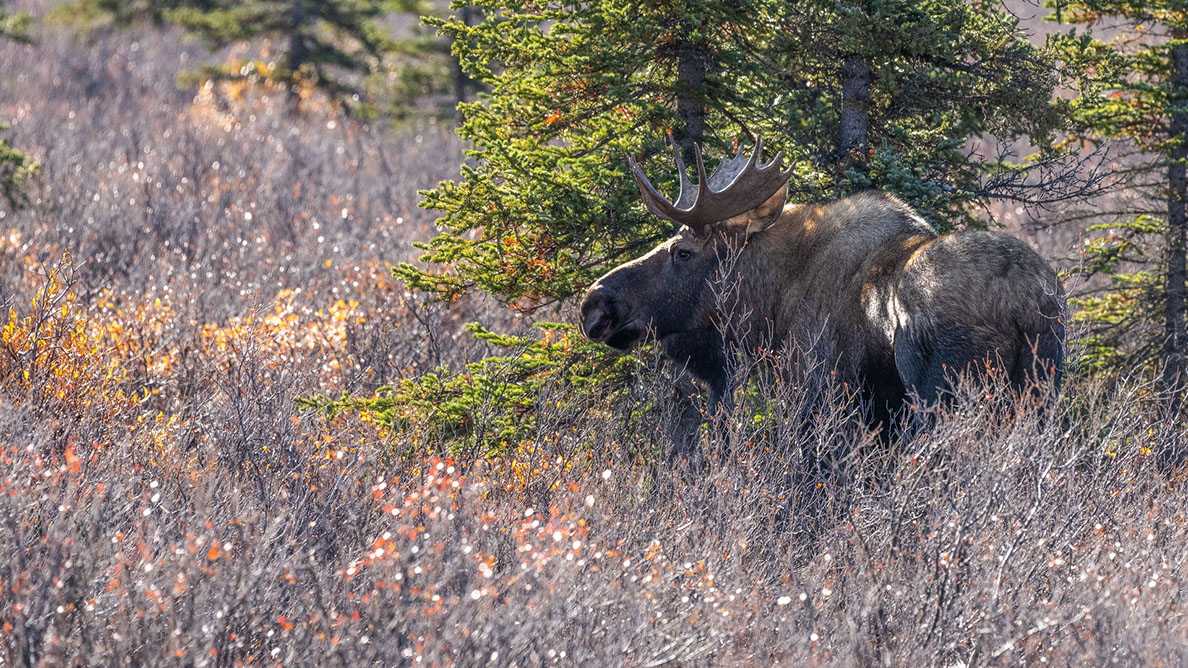 Bartgeier, Gypaète Barbu, Quebrantahuesos, Lämmergeier, Lammergeier, 