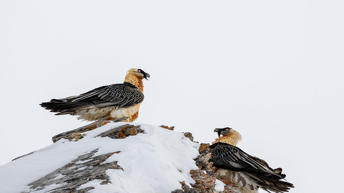 Bartgeier Schweiz Alpen fliegend Adult Gyaéte en vol Lammergeier Bearded Vulture