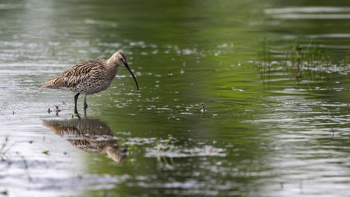 Bartgeier, Gypaète Barbu, Quebrantahuesos, Lämmergeier, Lammergeier, 