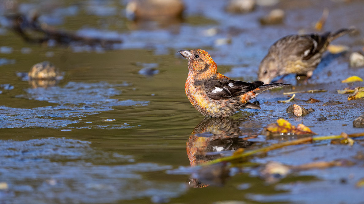 Bartgeier, Gypaète Barbu, Quebrantahuesos, Lämmergeier, Lammergeier, 