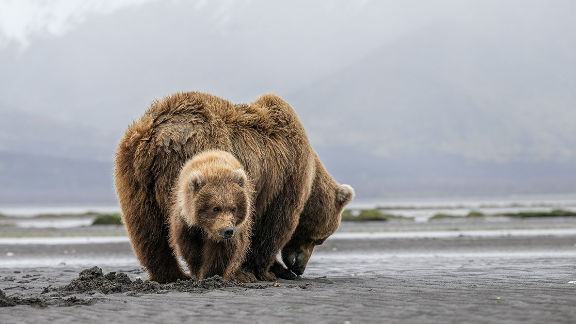 Bartgeier, Gypaète Barbu, Quebrantahuesos, Lämmergeier, Lammergeier, 