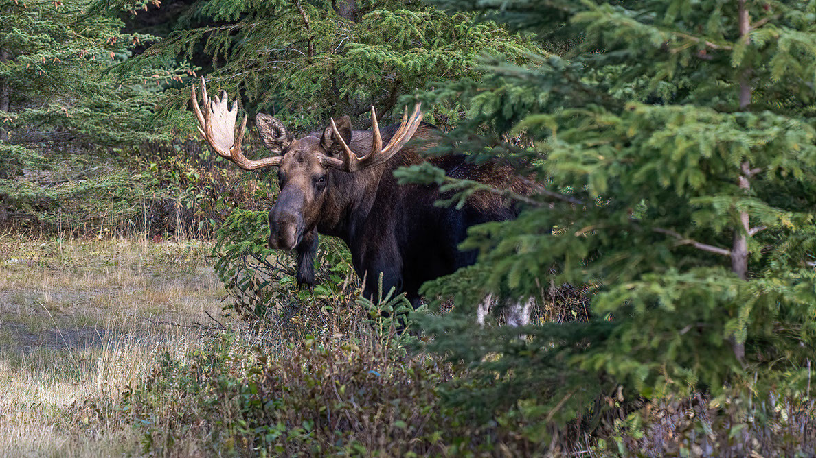 Bartgeier, Gypaète Barbu, Quebrantahuesos, Lämmergeier, Lammergeier, 