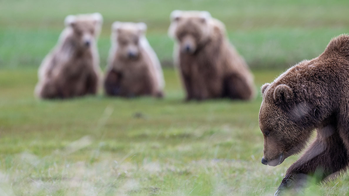 Bartgeier, Gypaète Barbu, Quebrantahuesos, Lämmergeier, Lammergeier, 