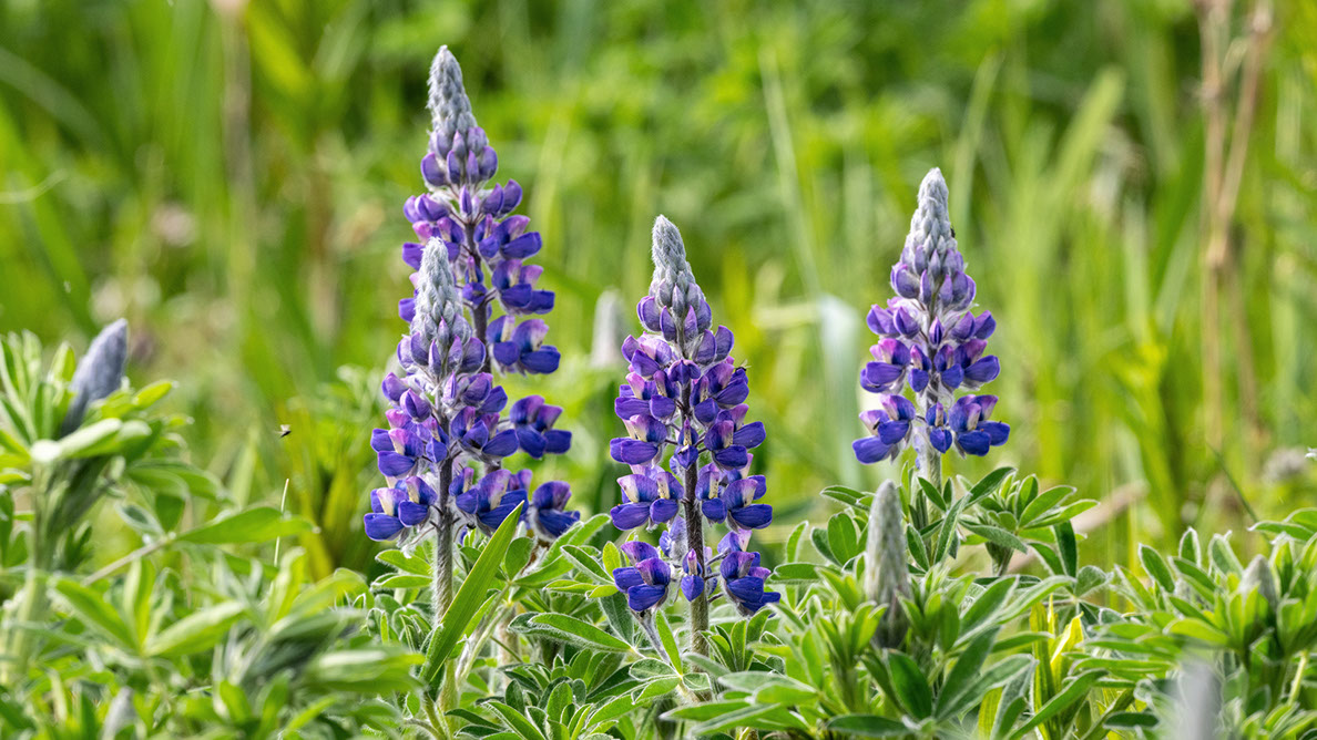 Bartgeier, Gypaète Barbu, Quebrantahuesos, Lämmergeier, Lammergeier, 