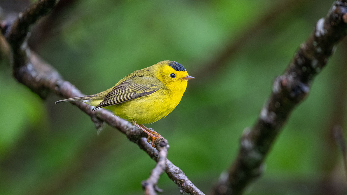 Bartgeier, Gypaète Barbu, Quebrantahuesos, Lämmergeier, Lammergeier, 