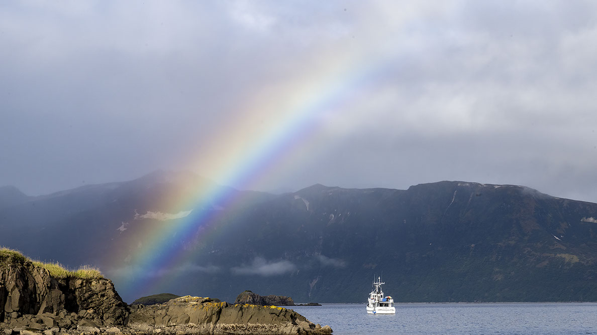 Bartgeier, Gypaète Barbu, Quebrantahuesos, Lämmergeier, Lammergeier, 