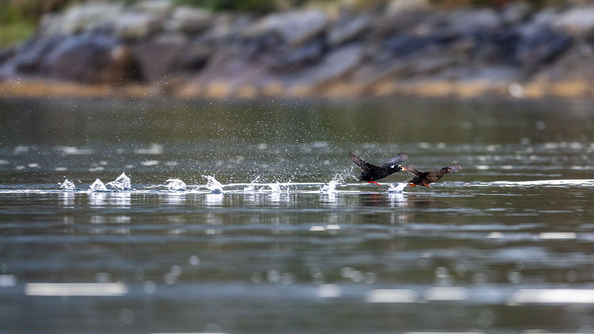 Bartgeier, Gypaète Barbu, Quebrantahuesos, Lämmergeier, Lammergeier, 