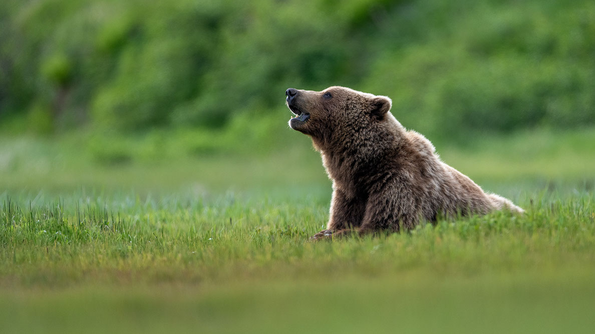 Bartgeier, Gypaète Barbu, Quebrantahuesos, Lämmergeier, Lammergeier, 