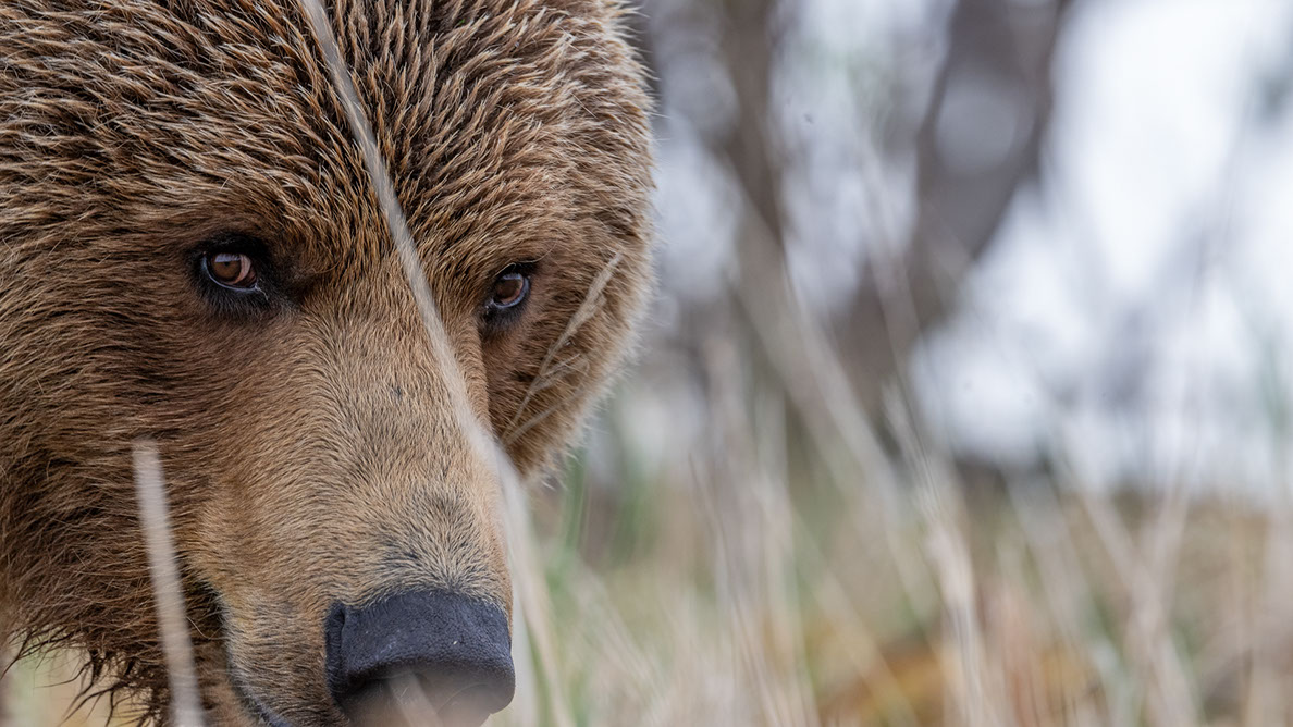 Bartgeier, Gypaète Barbu, Quebrantahuesos, Lämmergeier, Lammergeier, 