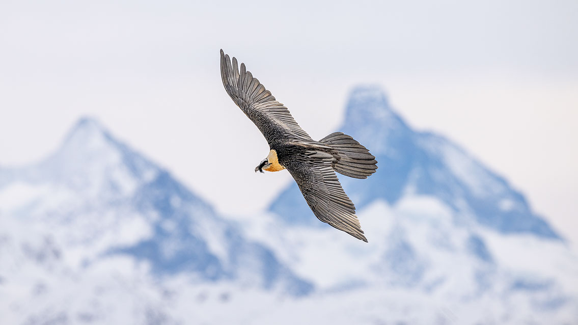 Bartgeier Schweiz Alpen fliegend Adult Gyaéte en vol Lammergeier Bearded Vulture