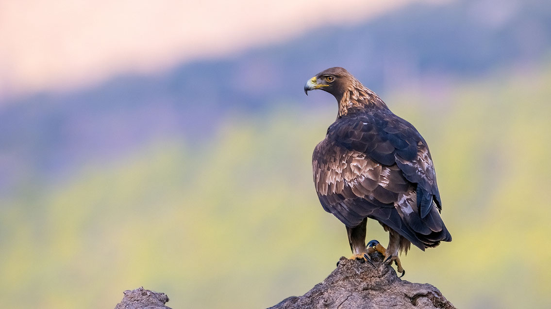 Bartgeier, Gypaète Barbu, Quebrantahuesos, Lämmergeier, Lammergeier, 