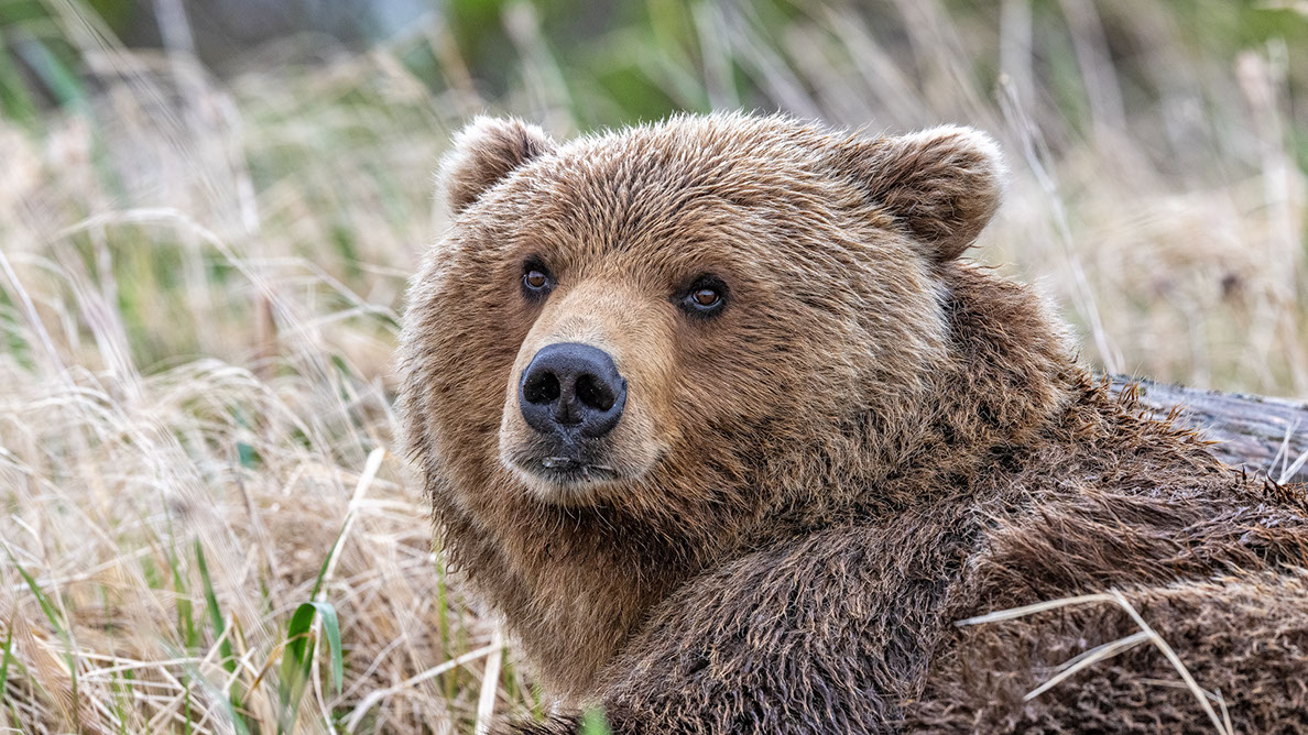 Bartgeier, Gypaète Barbu, Quebrantahuesos, Lämmergeier, Lammergeier, 