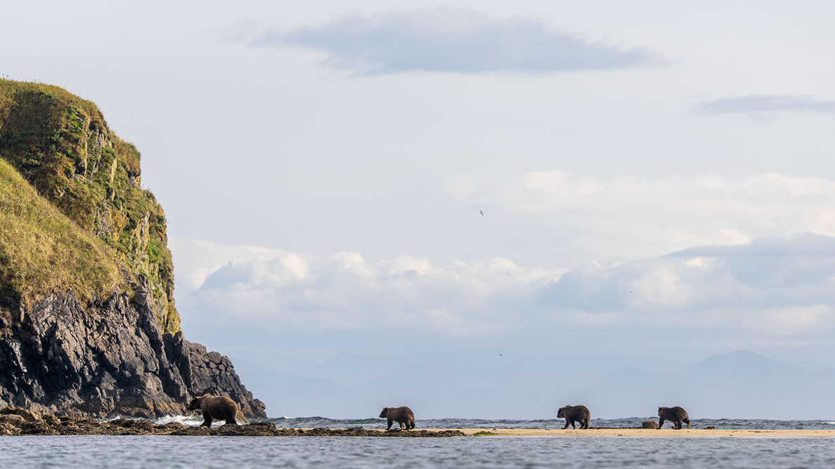 Bartgeier, Gypaète Barbu, Quebrantahuesos, Lämmergeier, Lammergeier, 