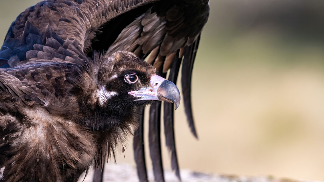 Bartgeier, Gypaète Barbu, Quebrantahuesos, Lämmergeier, Lammergeier, 