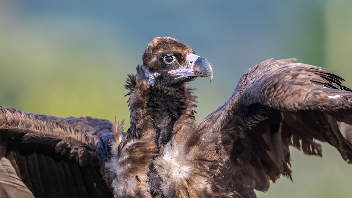 Bartgeier, Gypaète Barbu, Quebrantahuesos, Lämmergeier, Lammergeier, 