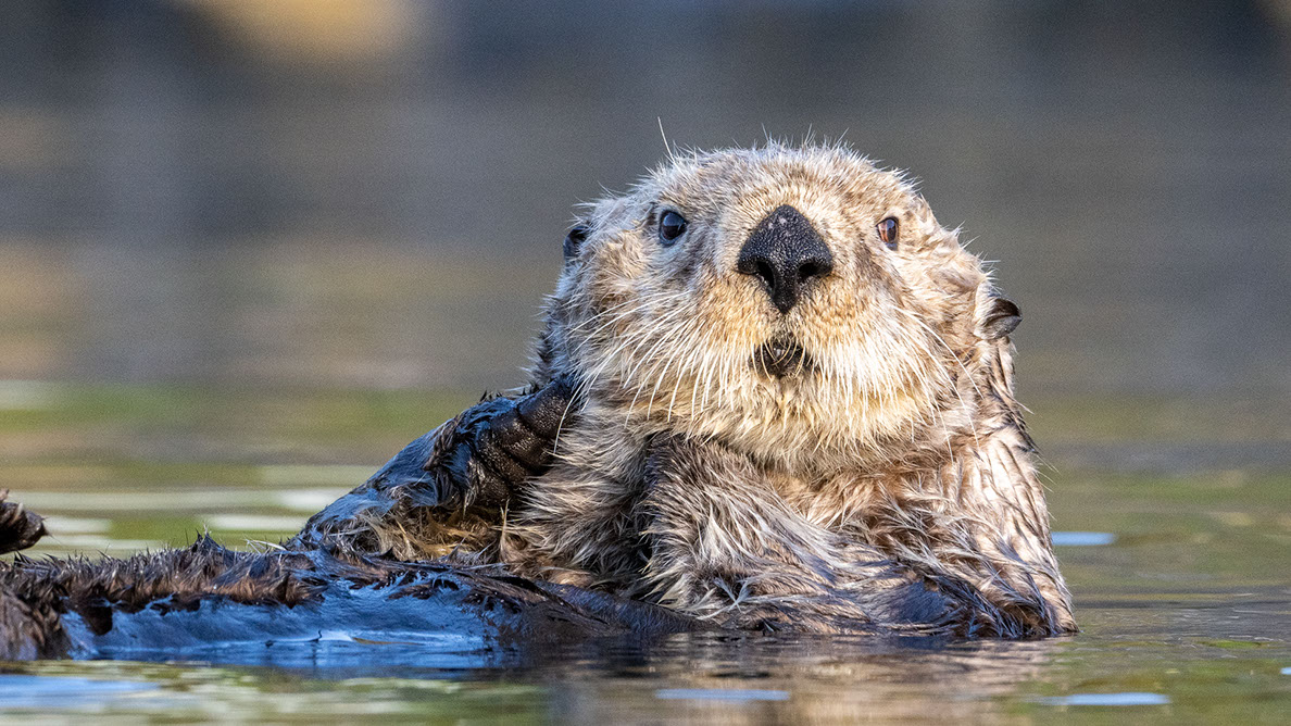 Bartgeier, Gypaète Barbu, Quebrantahuesos, Lämmergeier, Lammergeier, 