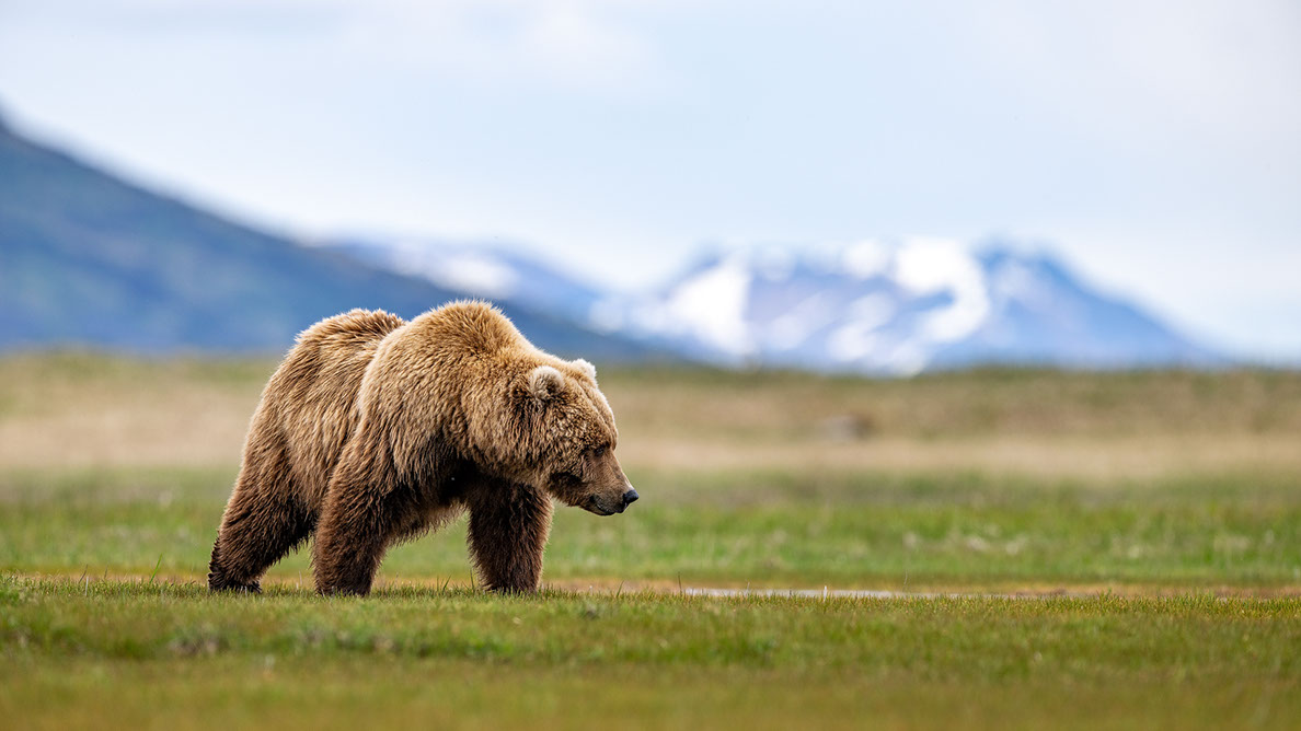 Bartgeier, Gypaète Barbu, Quebrantahuesos, Lämmergeier, Lammergeier, 