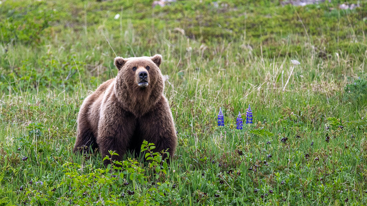 Bartgeier, Gypaète Barbu, Quebrantahuesos, Lämmergeier, Lammergeier, 