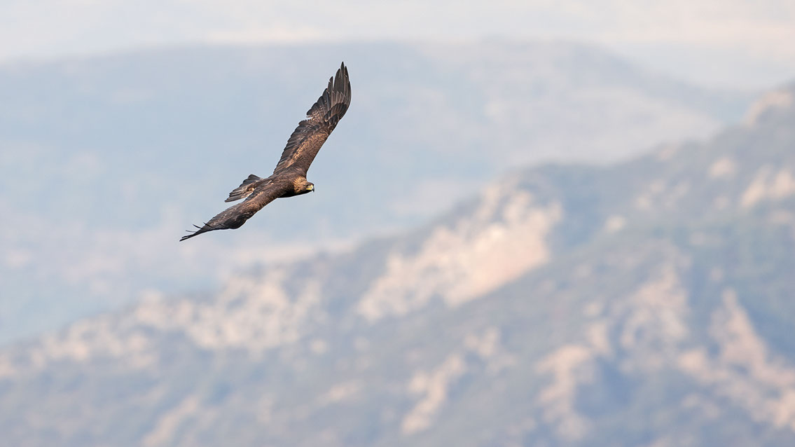 Bartgeier, Gypaète Barbu, Quebrantahuesos, Lämmergeier, Lammergeier, 