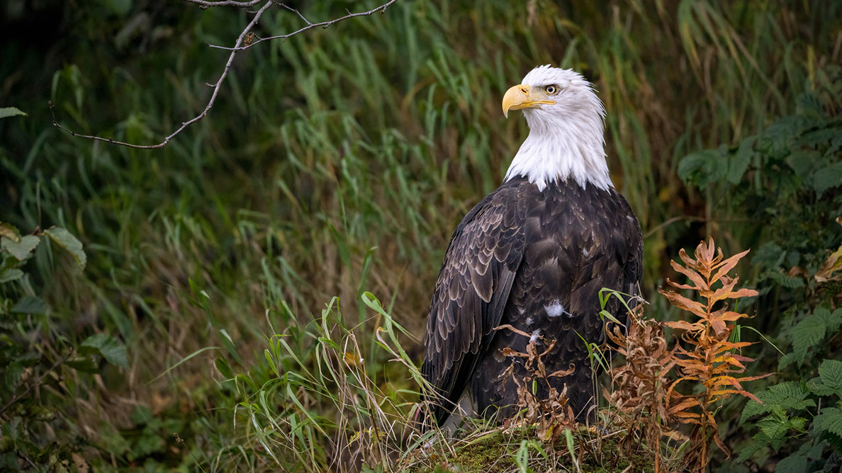 Bartgeier, Gypaète Barbu, Quebrantahuesos, Lämmergeier, Lammergeier, 