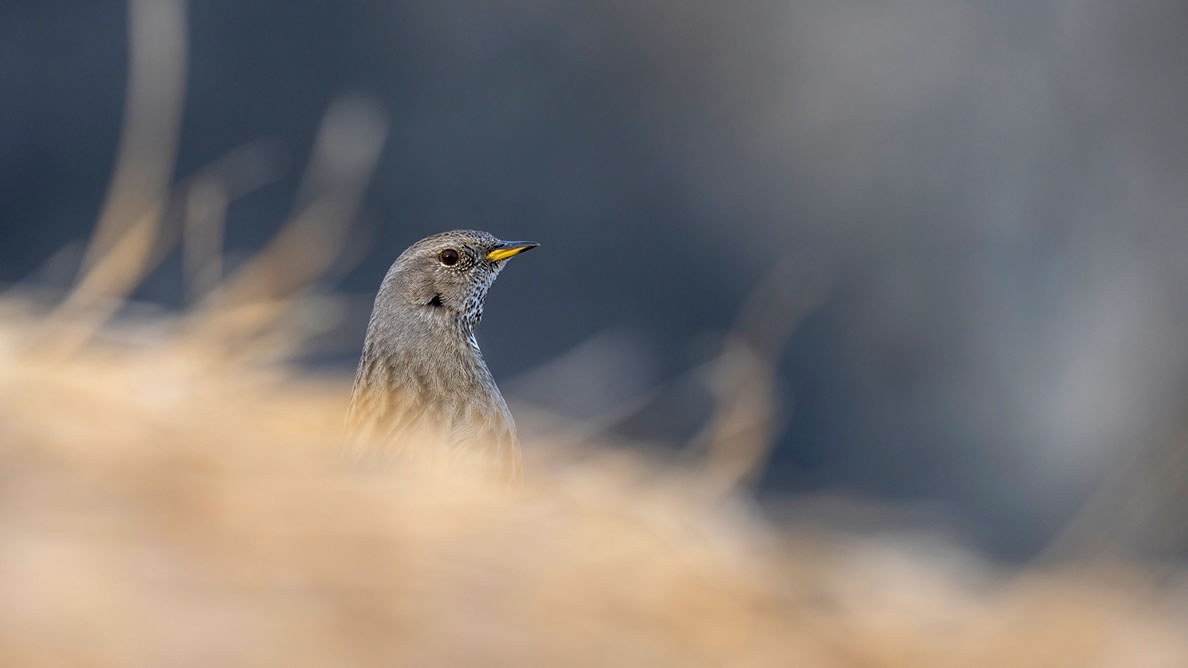 Bartgeier, Gypaète Barbu, Quebrantahuesos, Lämmergeier, Lammergeier, 