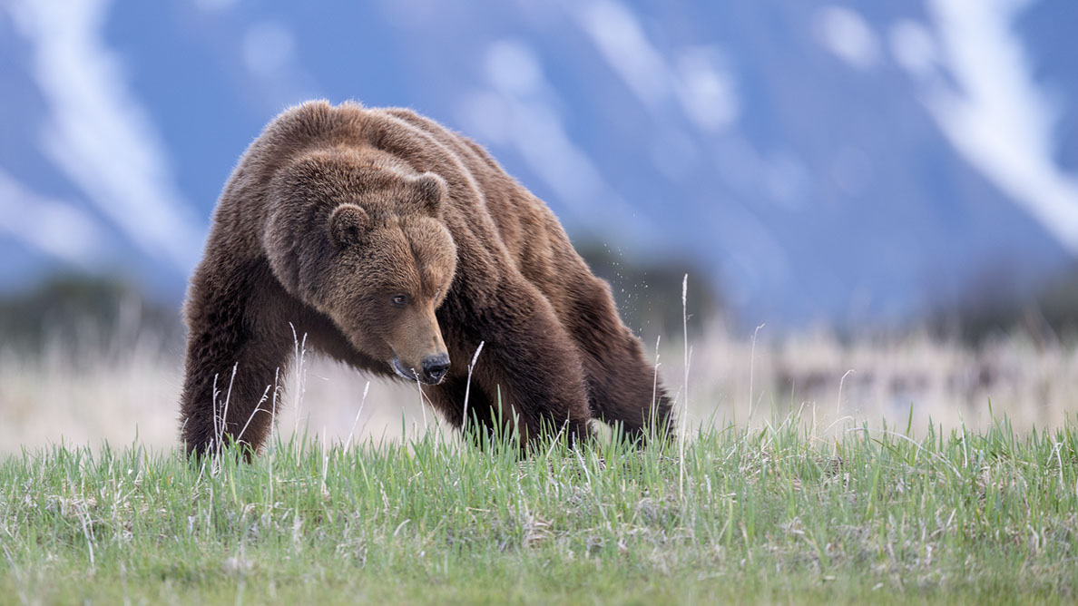 Bartgeier, Gypaète Barbu, Quebrantahuesos, Lämmergeier, Lammergeier, 