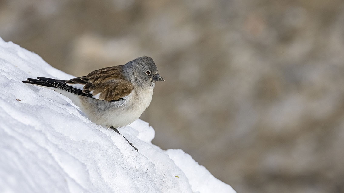 Bartgeier, Gypaète Barbu, Quebrantahuesos, Lämmergeier, Lammergeier, 