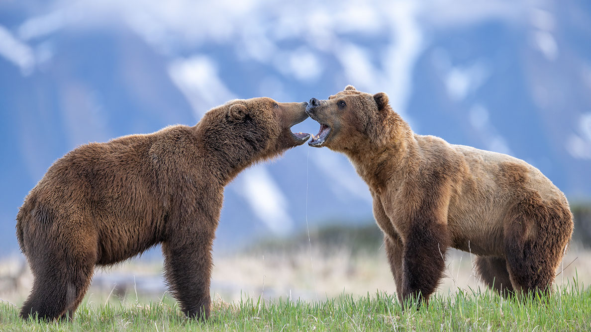 Bartgeier, Gypaète Barbu, Quebrantahuesos, Lämmergeier, Lammergeier, 