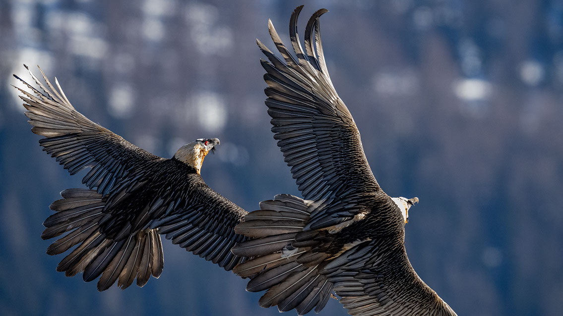 Bartgeier Schweiz Alpen fliegend Adult Gyaéte en vol Lammergeier Bearded Vulture