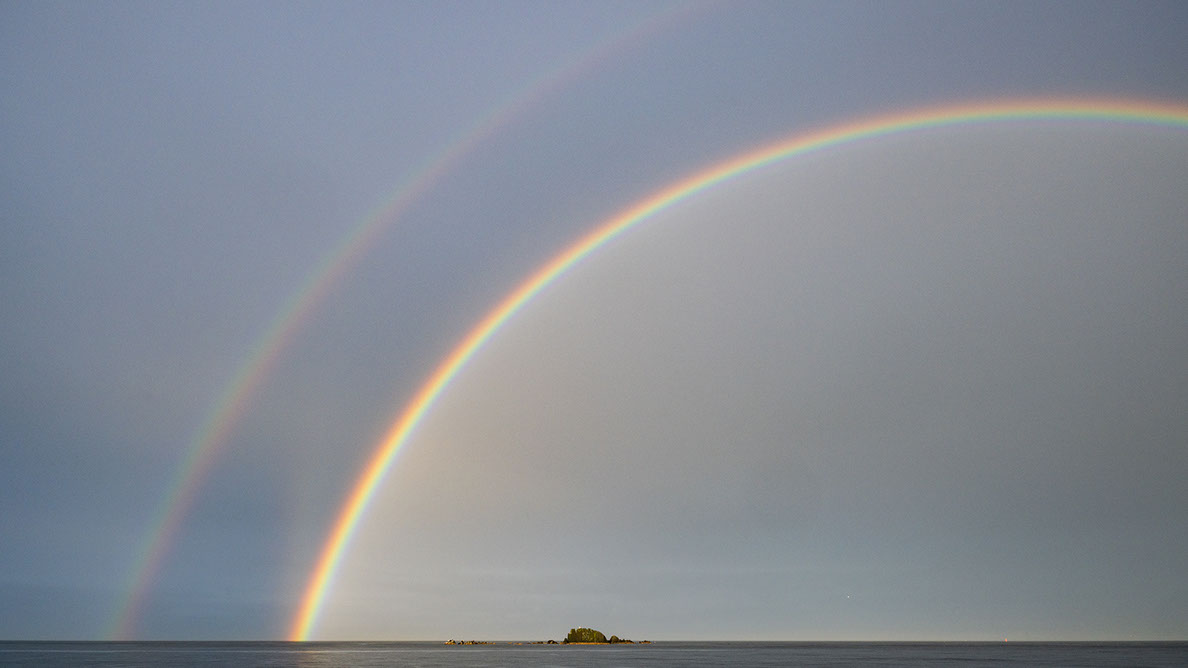 Bartgeier, Gypaète Barbu, Quebrantahuesos, Lämmergeier, Lammergeier, 