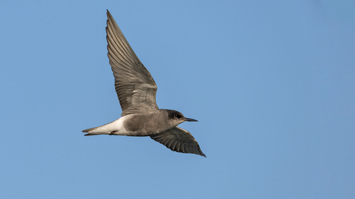 Bartgeier, Gypaète Barbu, Quebrantahuesos, Lämmergeier, Lammergeier, 