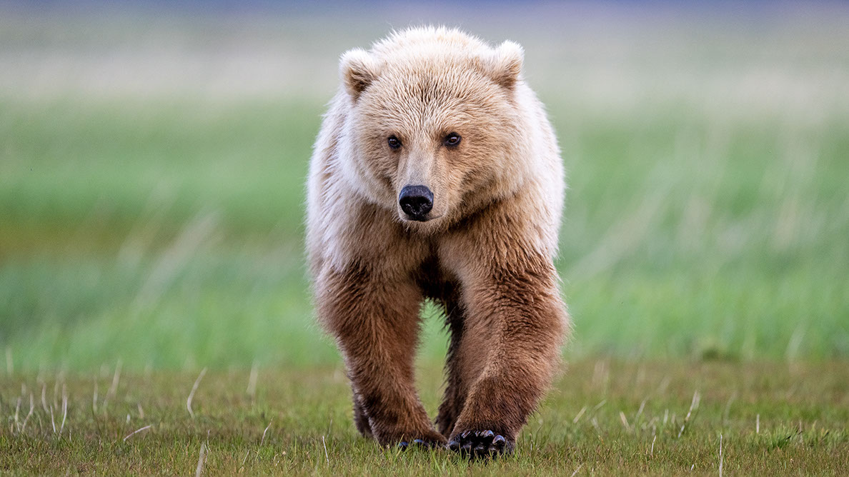 Bartgeier, Gypaète Barbu, Quebrantahuesos, Lämmergeier, Lammergeier, 