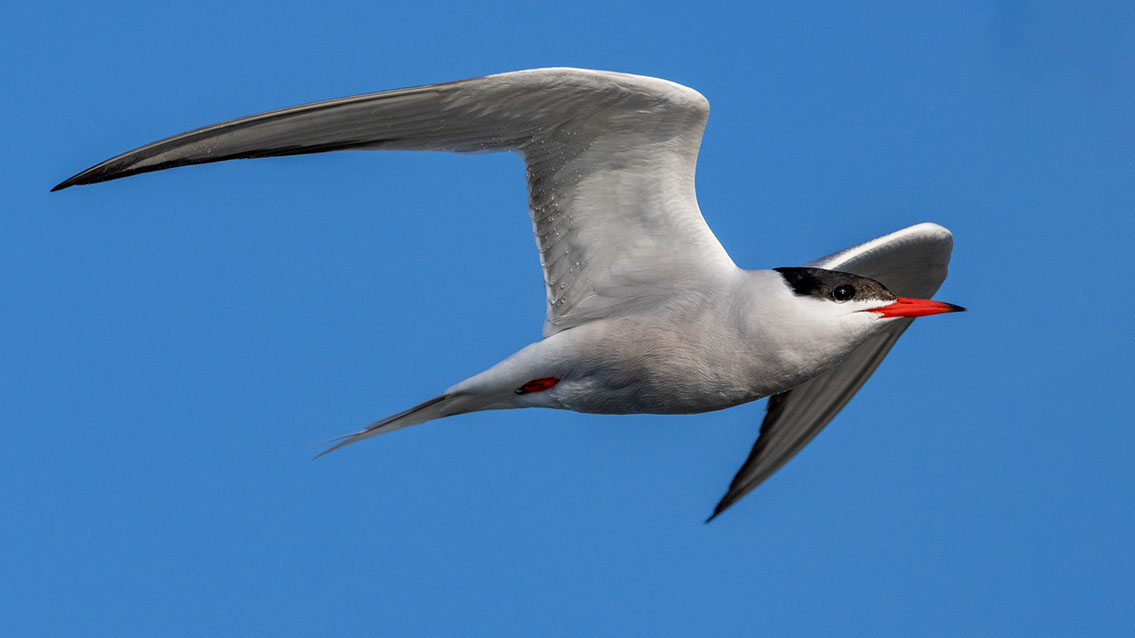 Bartgeier, Gypaète Barbu, Quebrantahuesos, Lämmergeier, Lammergeier, 