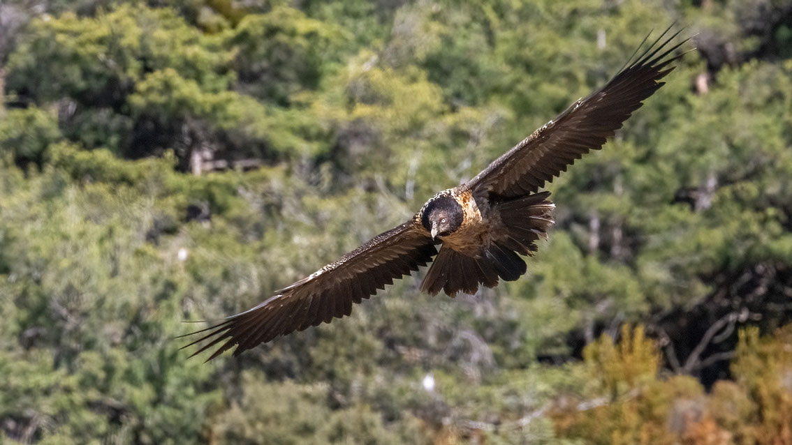 Bartgeier, Gypaète Barbu, Quebrantahuesos, Lämmergeier, Lammergeier, 