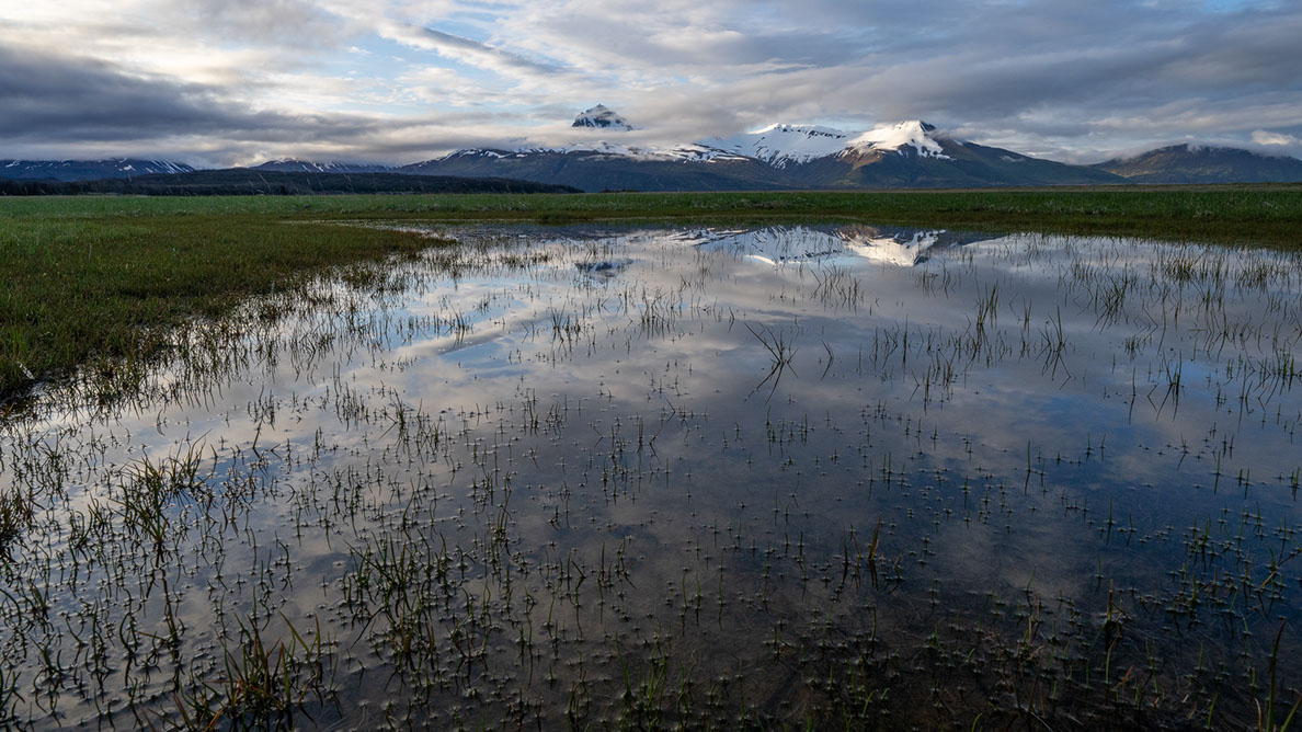 Bartgeier, Gypaète Barbu, Quebrantahuesos, Lämmergeier, Lammergeier, 