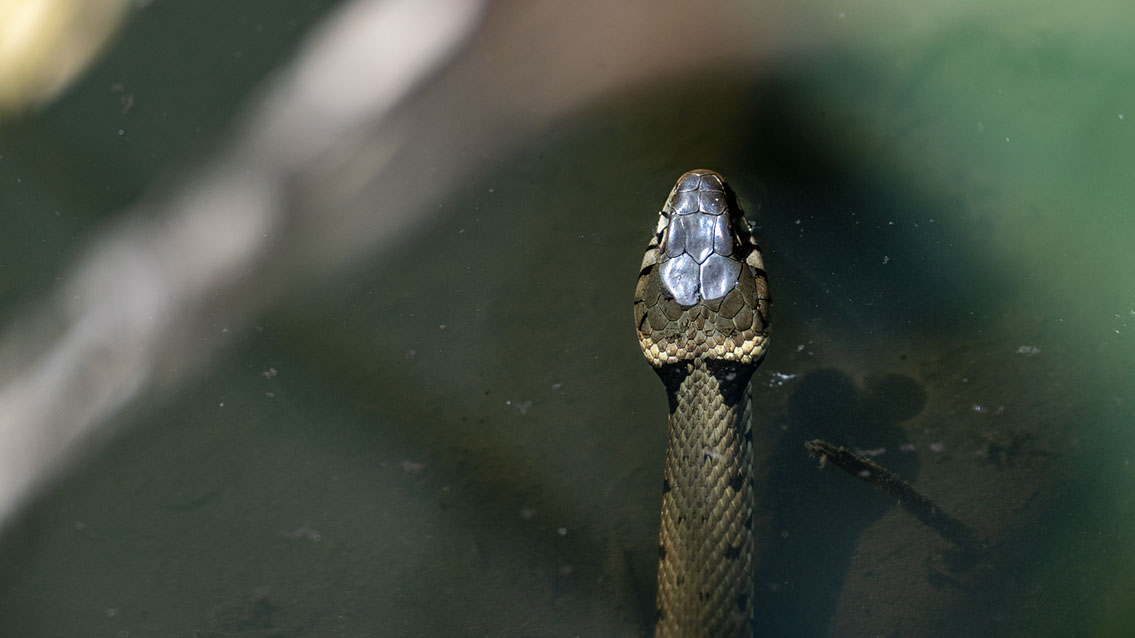 Bartgeier, Gypaète Barbu, Quebrantahuesos, Lämmergeier, Lammergeier, 