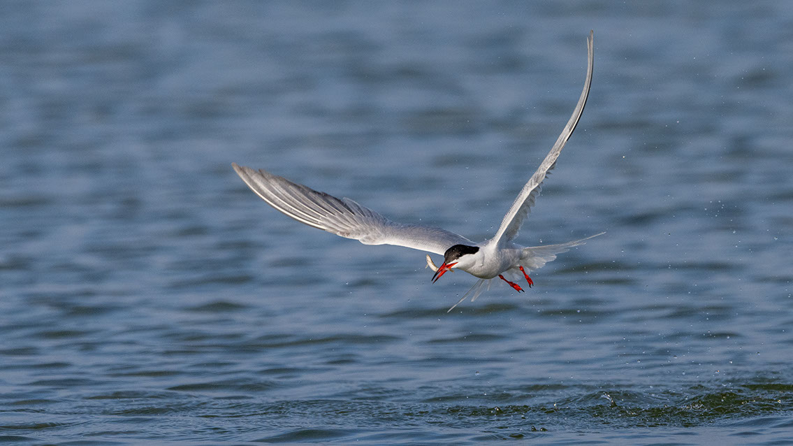 Bartgeier, Gypaète Barbu, Quebrantahuesos, Lämmergeier, Lammergeier, 