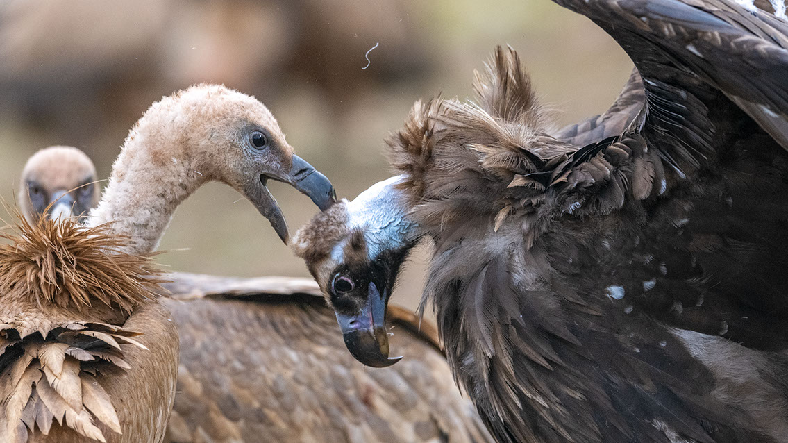 Bartgeier, Gypaète Barbu, Quebrantahuesos, Lämmergeier, Lammergeier, 
